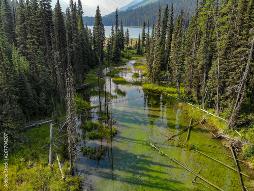 slough in a green forest