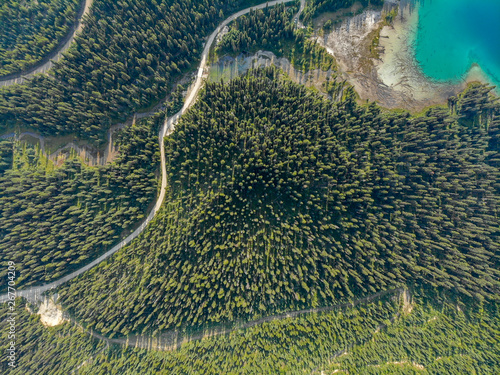 birds-eye view of a forest