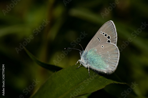 Wallpaper Mural Nature Torontodigital.ca