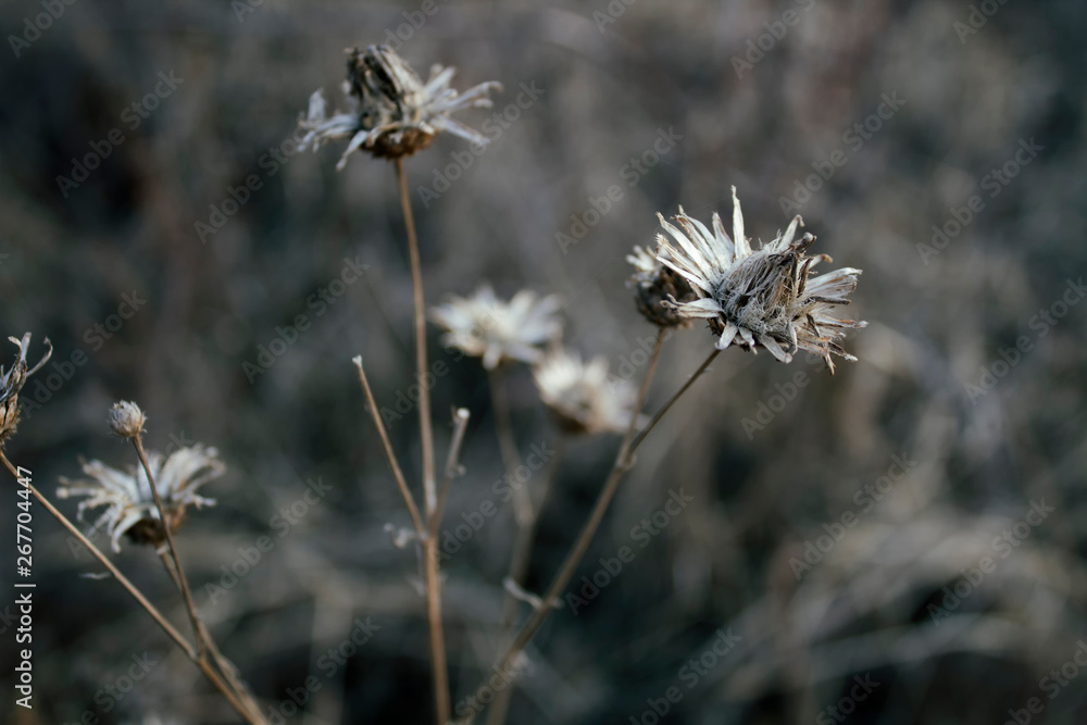 Thistle in the field. Dry plant. Grunge plant.