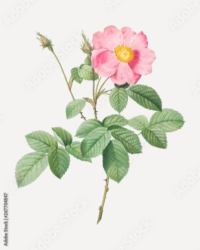 Vintage cabbage rose poster