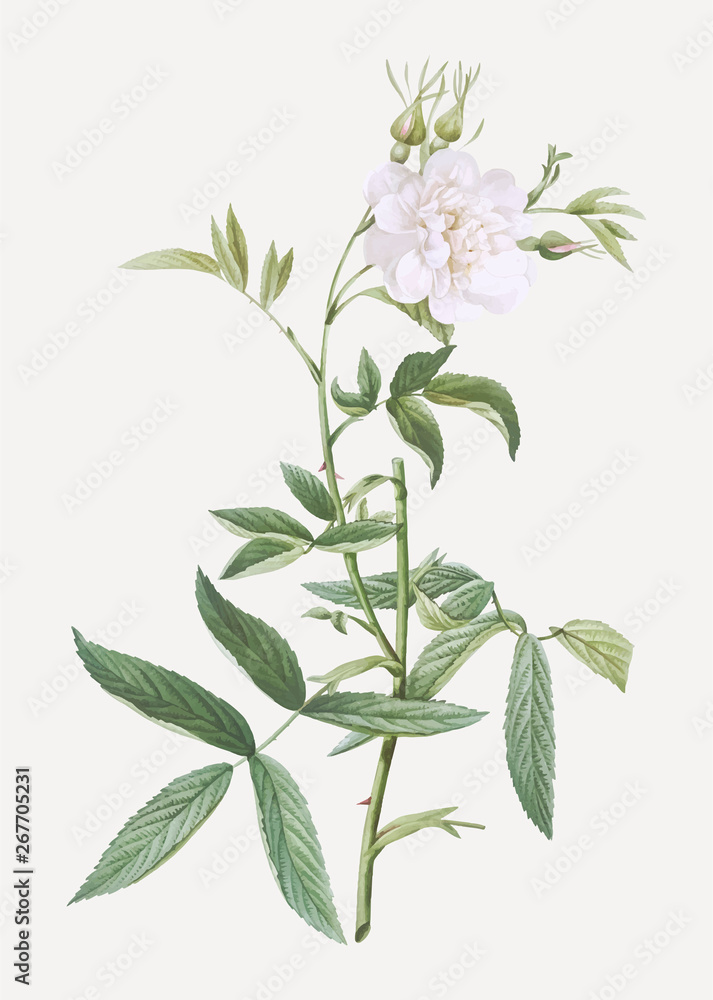 White rose of york in bloom White rose of york in bloom