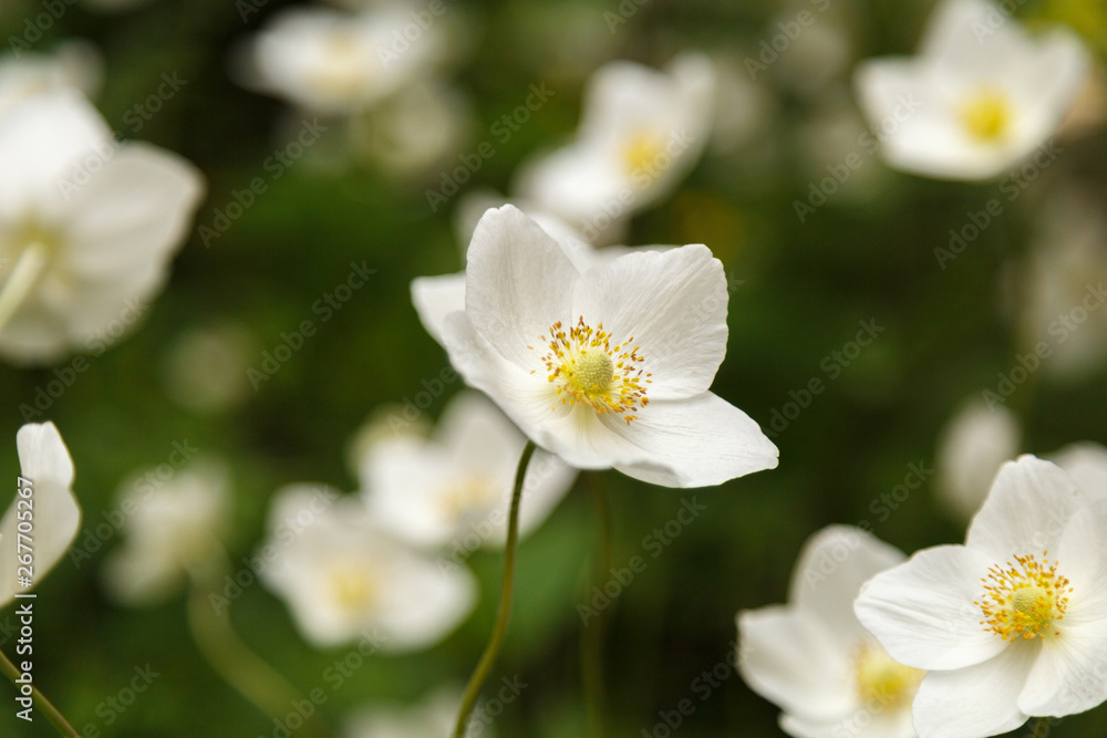 Beautiful white wildflowers on a green background.