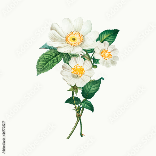 Macartney roses
