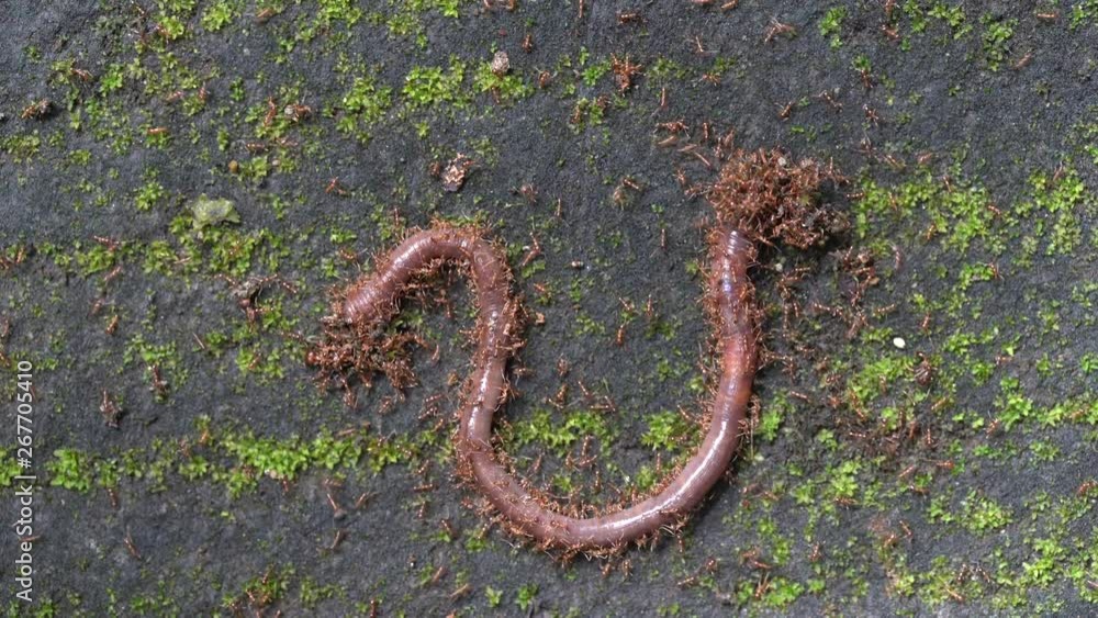 Red little ants attacked the earthworm, macro, close up. Island Bali, Indonesia Red little ants attacked the earthworm, macro, close up. Island Bali, Indonesia