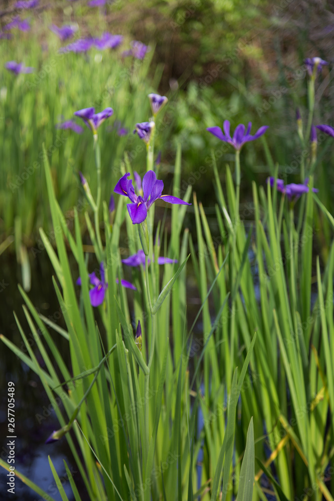 Portrait of purple iris flowers growing wild in water Portrait of purple iris flowers growing wild in water