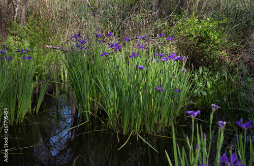 Purple blue Louisiana iris growing wild in bayou marsh water