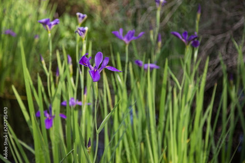 Closeup purple Louisiana iris wildflowers in soft sunlight