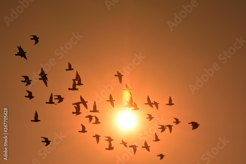 Sunset and birds
