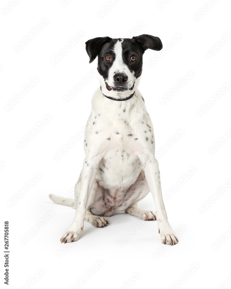 Large White Dog Black Spots Sitting Center