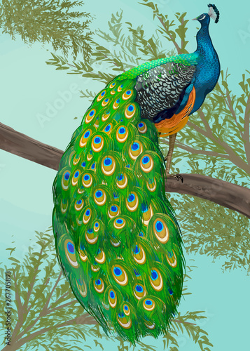 Hand drawn peacock