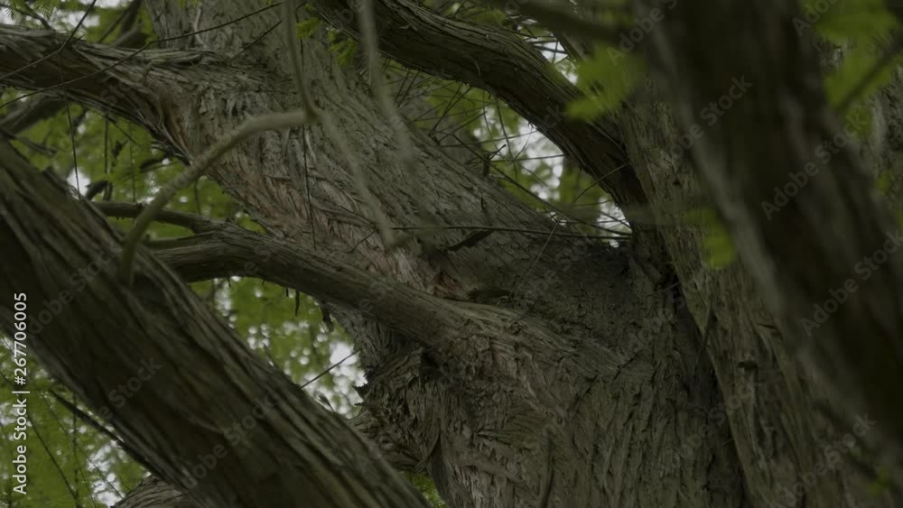 Focus shift from branch in forground to a bush in the background in the park Sanssouci in Potsdam Germany Focus shift from branch in forground to a bush in the background in the park Sanssouci in Potsdam Germany