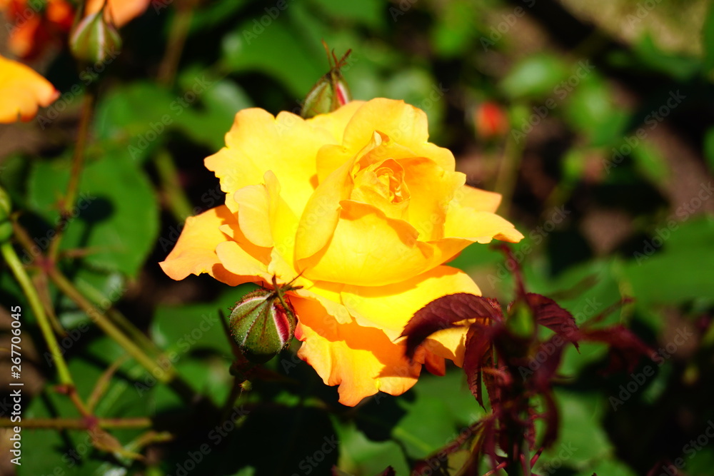 薔薇　スーヴニールドゥアンネフランク