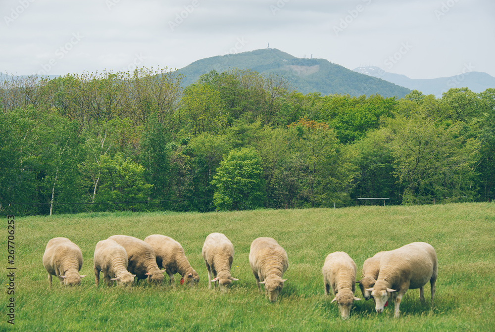 羊ヶ丘展望台の羊たち1(Sheep at Hitsujigaoka Observatory Hill) 羊ヶ丘展望台の羊たち1(Sheep at Hitsujigaoka Observatory Hill)