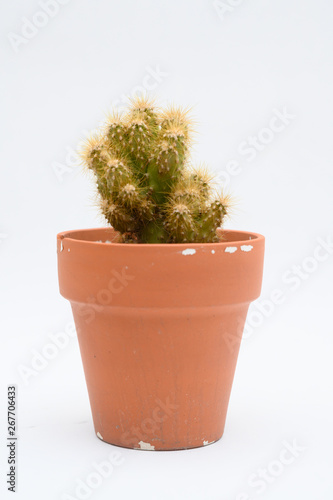 cactus in pot isolated on white background