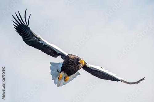 Adult White-tailed eagle in flight. Front view. Sky background. Scientific name: Haliaeetus albicilla, also known as the ern, erne, gray eagle, Eurasian sea eagle and white-tailed sea-eagle.