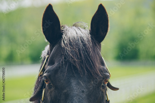 Photos サラブレッドの顔（Thoroughbred face）