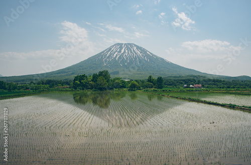 水田に映る羊蹄山（Mt. Yotei reflected in the paddy field） photo