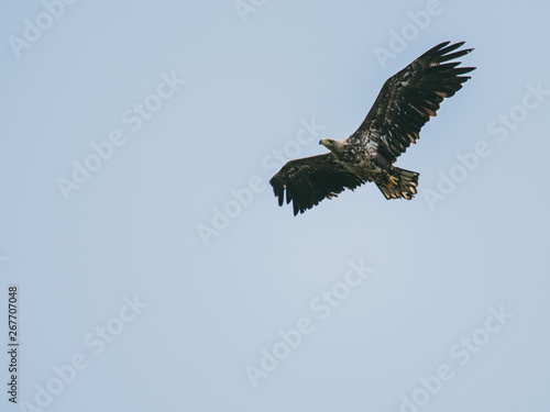 とんび（Black Kite） © FRAGMENTSOFHOKKAIDO