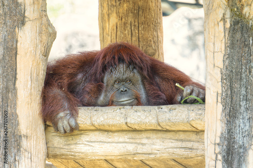 Portrait of cute big Orangutan looking to camera and smile.The wild brown red monkey, Orangutan found in jungle rainforests of Borneo and Sumatra.Pongo pygmaeus.
