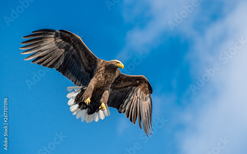 Adult White-tailed eagle in flight. Front view. Sky background. Scientific name: Haliaeetus albicilla, also known as the ern, erne, gray eagle, Eurasian sea eagle and white-tailed sea-eagle.