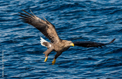 White-tailed eagle fishing. Blue Ocean Background. Scientific name: Haliaeetus albicilla, also known as the ern, erne, gray eagle, Eurasian sea eagle and white-tailed sea-eagle.