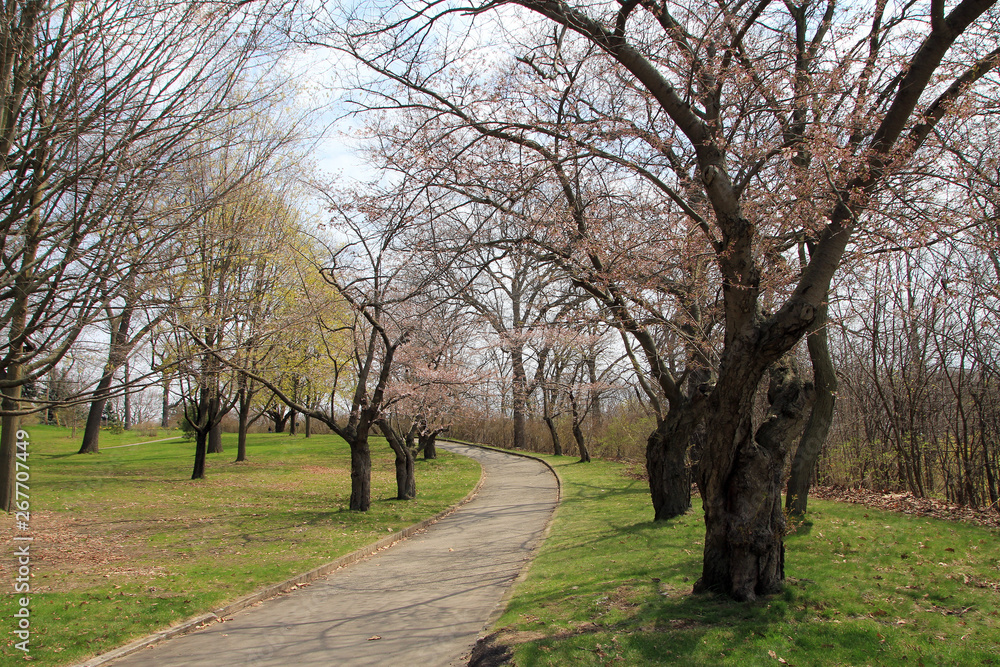 Landscape with blooming cherry trees