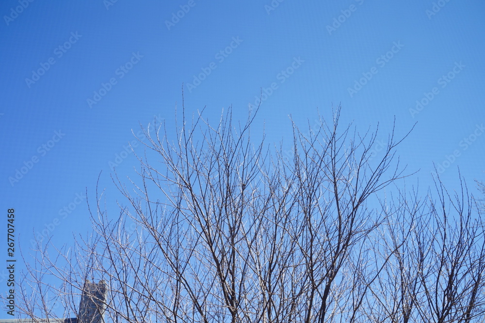 Obraz premium tree in the sky