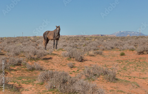 wild horses make their way through open desert land and stop for some chewing on grass  play with each other  seemingly pose for a picture in Page  Arizona