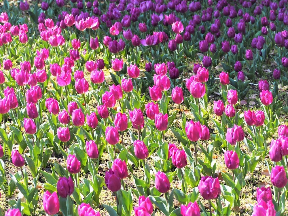 濃いピンク色のチューリップ 春の花 濃いピンク色のチューリップ 春の花