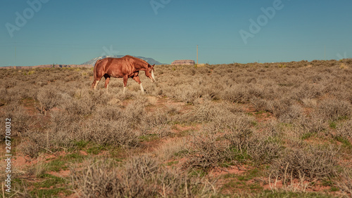 wild horses make their way through open desert land and stop for some chewing on grass  play with each other  seemingly pose for a picture in Page  Arizona