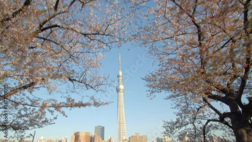 The Skytree appears in between Cherry Blossoms photo