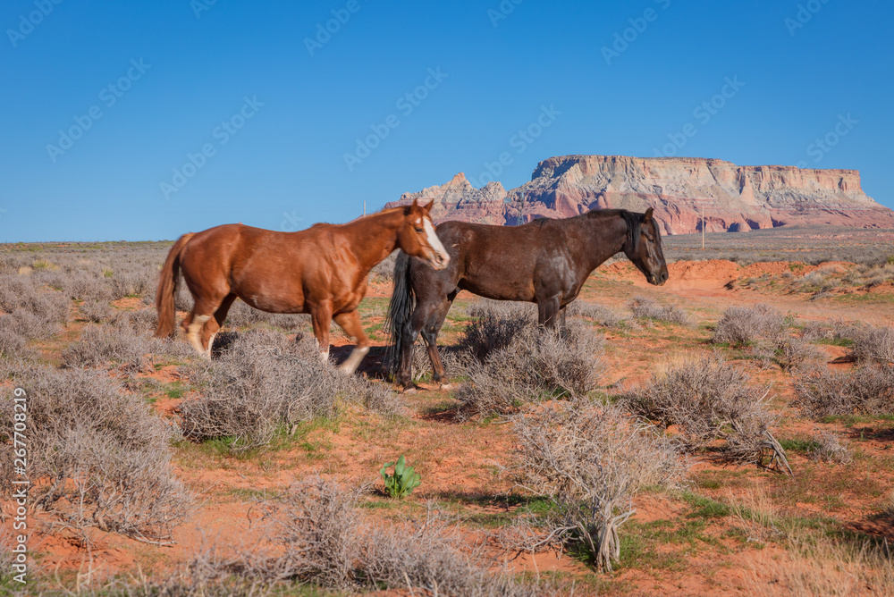 wild horses make their way through open desert land and stop for some chewing on grass, play with each other, seemingly pose for a picture in Page, Arizona wild horses make their way through open desert land and stop for some chewing on grass, play with each other, seemingly pose for a picture in Page, Arizona