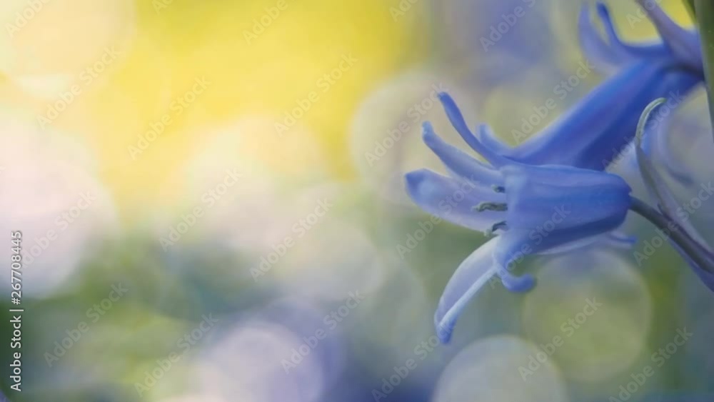 Blue, small, spring flowers with selective focus, close up of single flower, blurry, yellow, green background with bokeh, shallow DOF Blue, small, spring flowers with selective focus, close up of single flower, blurry, yellow, green background with bokeh, shallow DOF