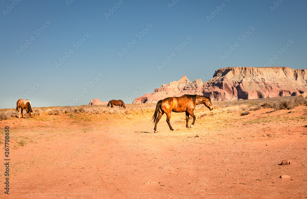 wild horses make their way through open desert land and stop for some chewing on grass, play with each other, seemingly pose for a picture in Page, Arizona wild horses make their way through open desert land and stop for some chewing on grass, play with each other, seemingly pose for a picture in Page, Arizona