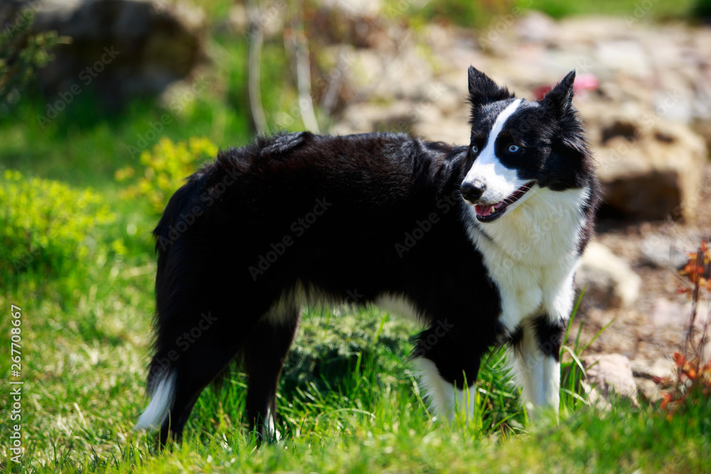 Fototapeta premium The dog breed Yakut husky