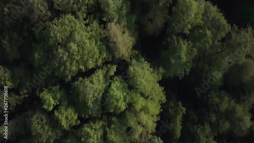 Wallpaper Mural Aerial view of a trees from above. Forward camera motion during sunrise of a forest in Poland. Torontodigital.ca