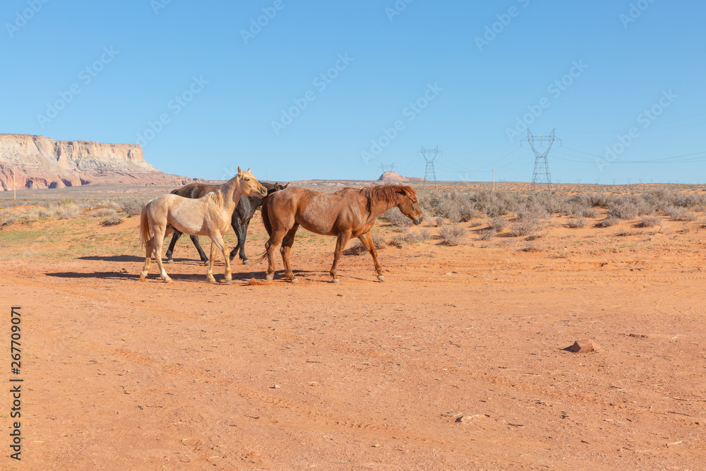 wild horses make their way through open desert land and stop for some chewing on grass, play with each other, seemingly pose for a picture in Page, Arizona wild horses make their way through open desert land and stop for some chewing on grass, play with each other, seemingly pose for a picture in Page, Arizona