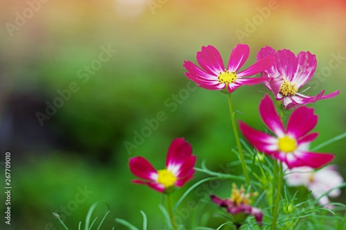 Close up pink cosmos flower on outdoor garden park background with copy space. Floral border and frame for springtime or summer season.