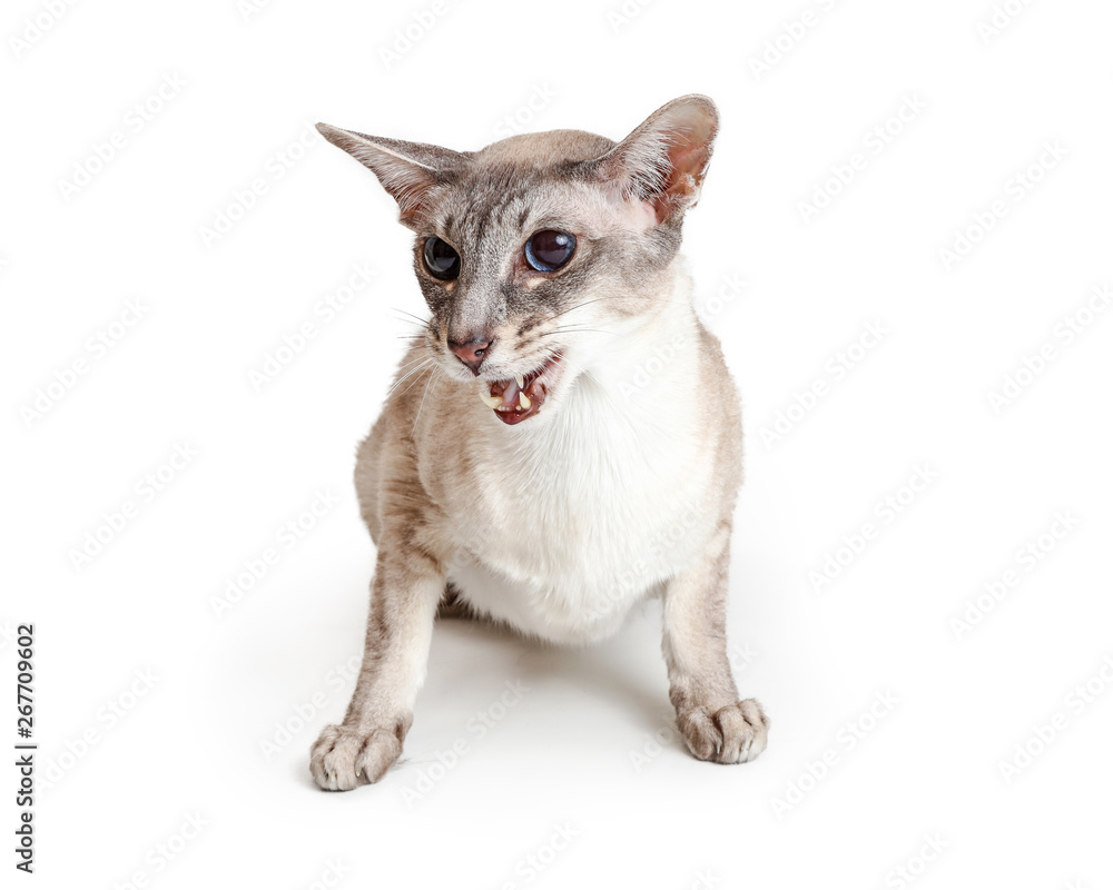 Oriental Shorthair Cat Mouth Open to Talk