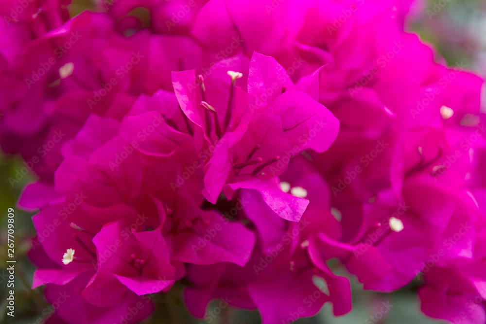 Blooming bougainvillea background. Purple magenta flowers.
