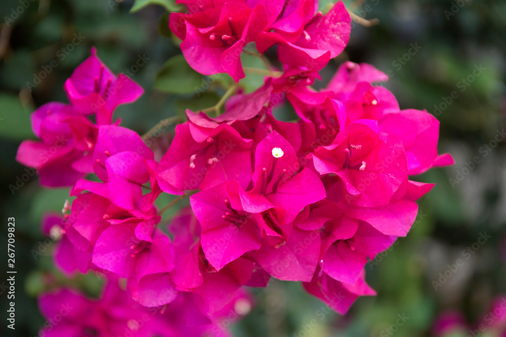 Blooming bougainvillea background. Purple magenta flowers. Blooming bougainvillea background. Purple magenta flowers.