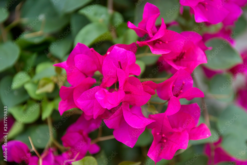 Blooming bougainvillea background. Purple magenta flowers. Blooming bougainvillea background. Purple magenta flowers.