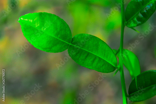 Leaves of bergamot