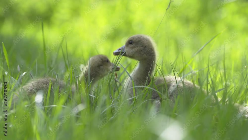 little geese eating green grass little geese eating green grass