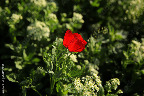 Single red poppy on a green field.