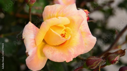 movement on the wind pink yellow rose in home garden Buggiba Malta photo