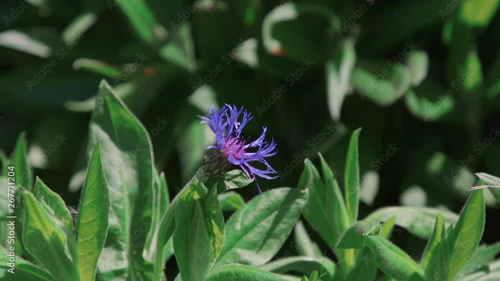 Montana Cornflower blossom. 10sec/60fps version 4 Montana Cornflower blossom. 10sec/60fps version 4