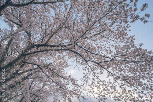 平岸天神公園（Hiragishi Tenjin Park） © FRAGMENTSOFHOKKAIDO