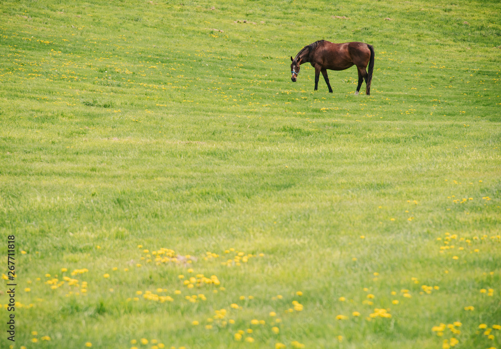 タンポポと馬(Dandelions and horse) タンポポと馬(Dandelions and horse)